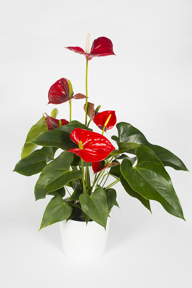 Plante fleurie d' intérieur - anthurium rouge - Livraison fleurs Le Mans