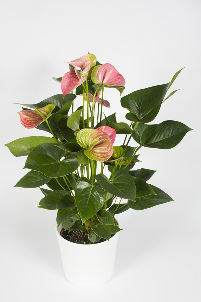 Plante fleurie d'intérieur  - anthurium rose