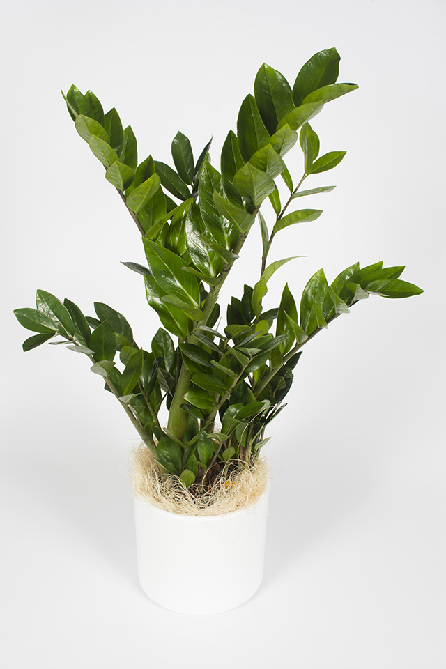 Plante verte - zamioculcas - Livraison fleurs Le Mans