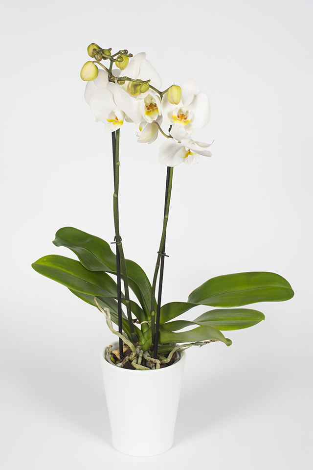 Orchidée phallaenopsis blanc