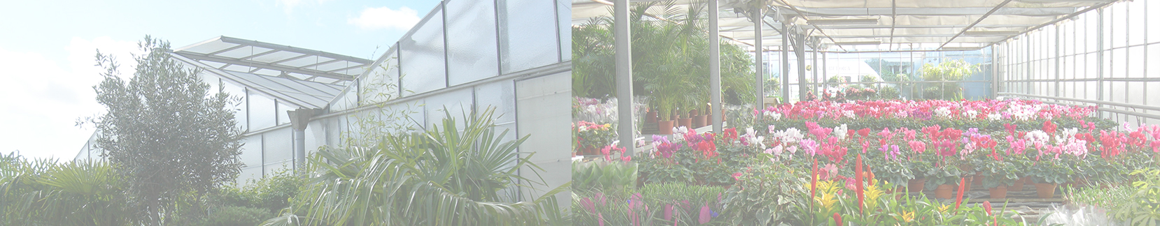 Jardinerie de centre ville fleurs veron