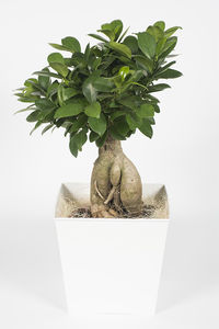 Plante Verte - ficus bonsaï
