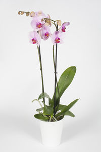 Orchidée phallaenopsis rose