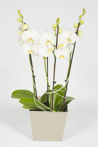 Vasque orchidée phallaenopsis blanche