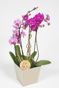 Vasque orchidée phallaenopsis rose