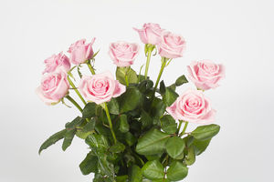 Bouquet de roses rose – Framboise